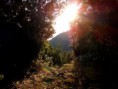 /album/madeiranatureza/cimg0104-jpg/