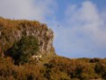 /album/madeiranatureza/cimg1509-jpg/